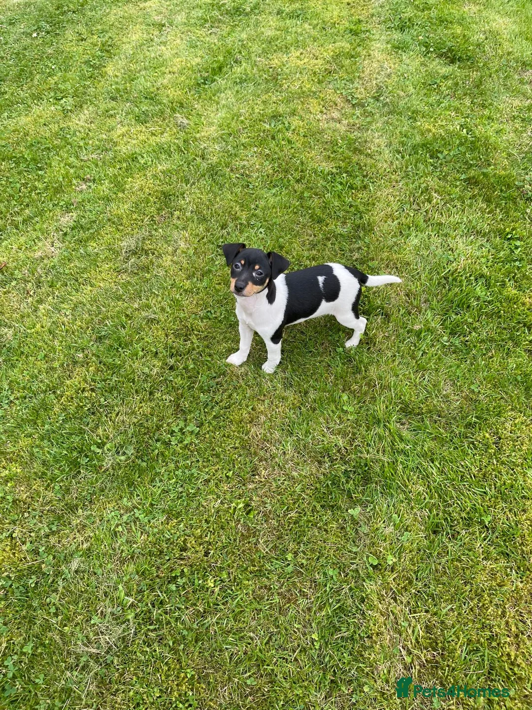 Jack Russell dogs for sale: Jack Russell pups - Advert 3