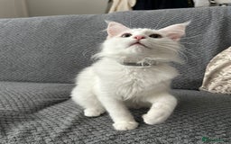 Maine Coon cats for sale: Pedigree TICA Reg Mine coon kittens  - Image 4