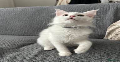 Maine Coon cats - Advert 5
