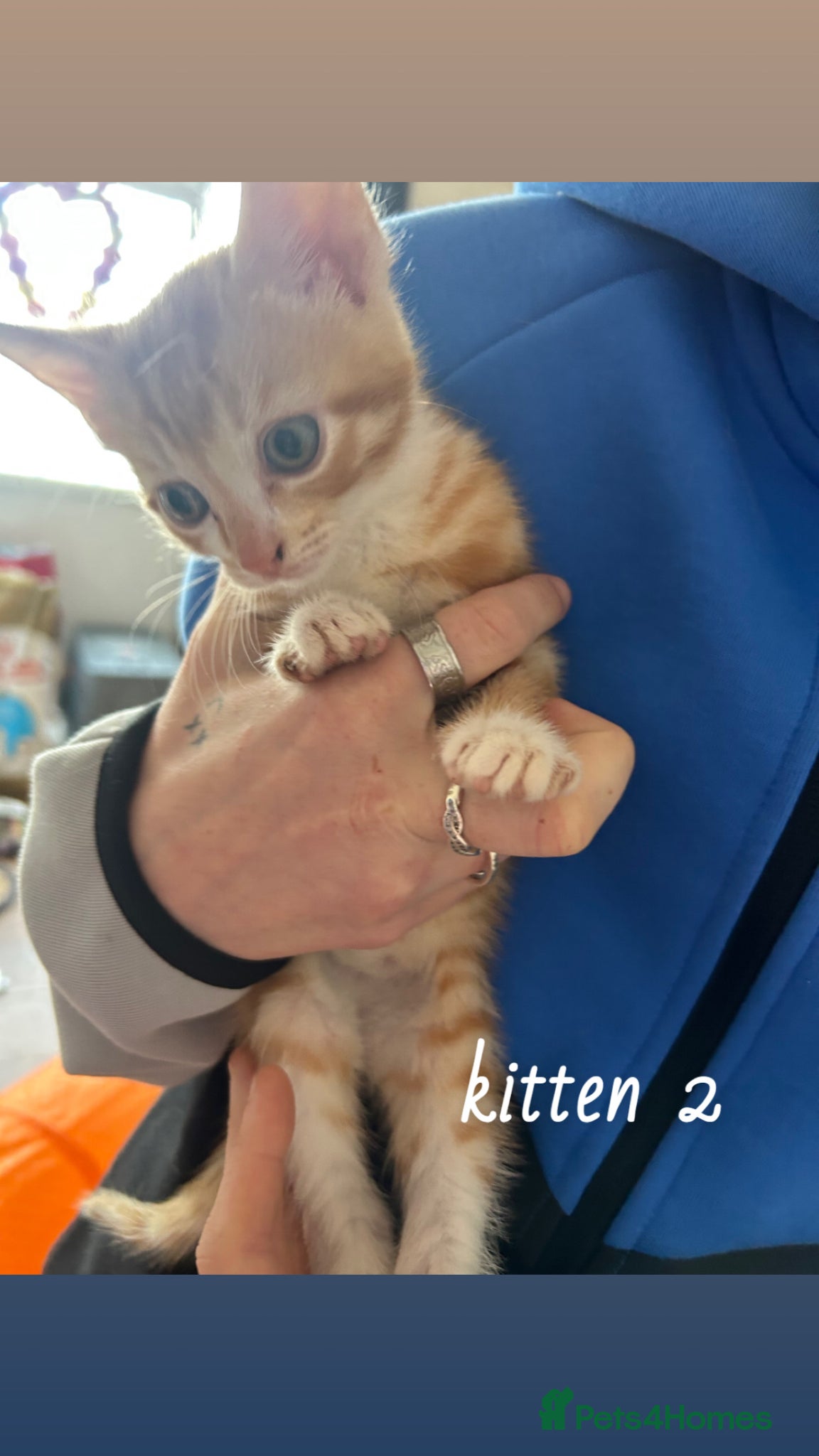Mixed Breed cats for sale: beautiful orange babies - Advert 6