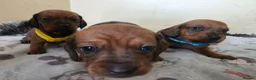 Miniature Dachshund dogs for sale: Miniature dachshund  - Advert 7