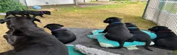 Labrador Retriever dogs for sale: Beautiful Labrador Puppies - One girl available in Duns - Advert 4