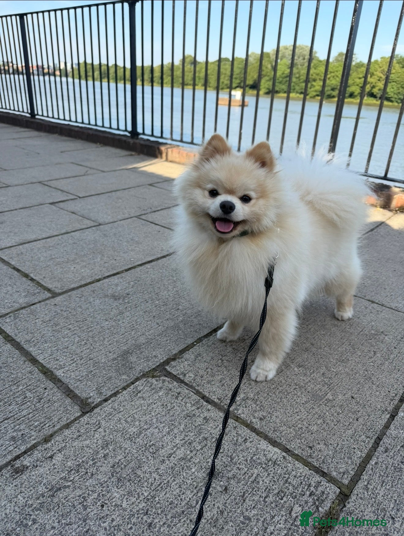 Pomeranian dogs Gorgeous Pomeranian  - Advert 1
