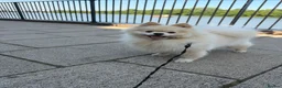 Pomeranian dogs for sale: Gorgeous Pomeranian  - Advert 1