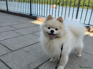 Pomeranian dogs Gorgeous Pomeranian - Advert 1