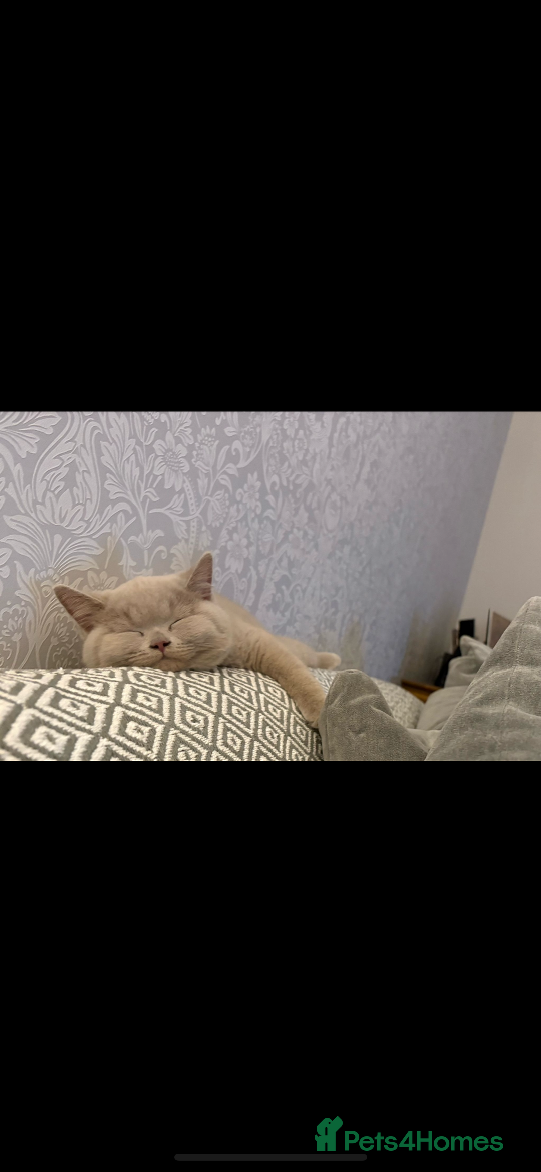 British Shorthair cats for sale: 4 month old GCCF British Short Hair - LILAC - Image 10