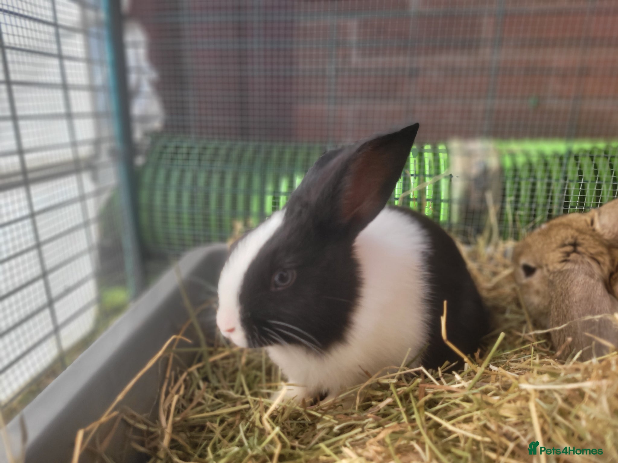 Mini Lop rabbits for sale: Adorable Mini Lop Mix Rabbits - READY JUNE 11TH - Advert 2