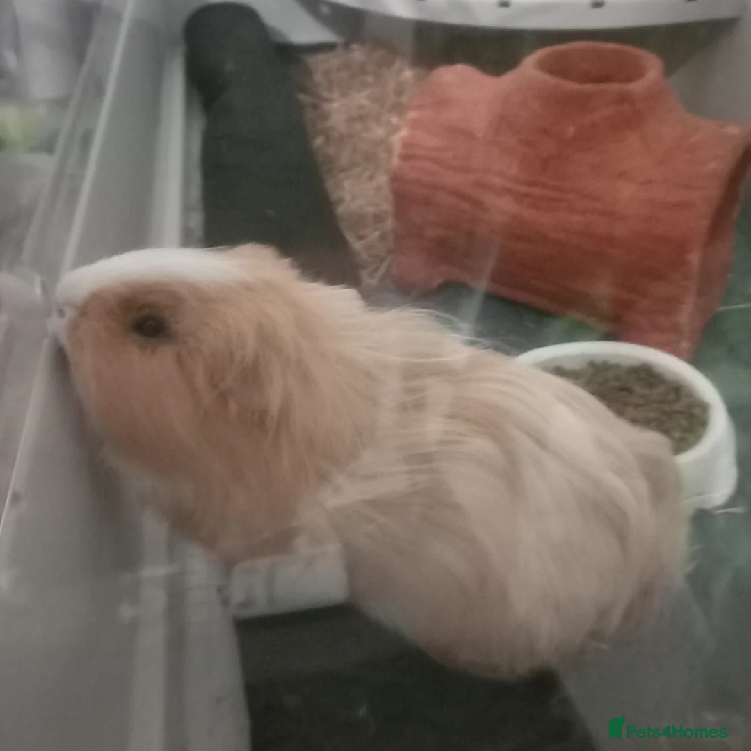 Guinea Pig rodents for sale: Male guinea pig  - Advert 1