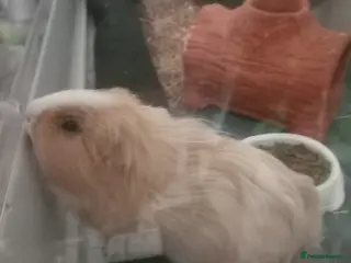 Guinea Pig rodents Male guinea pig - Advert 1