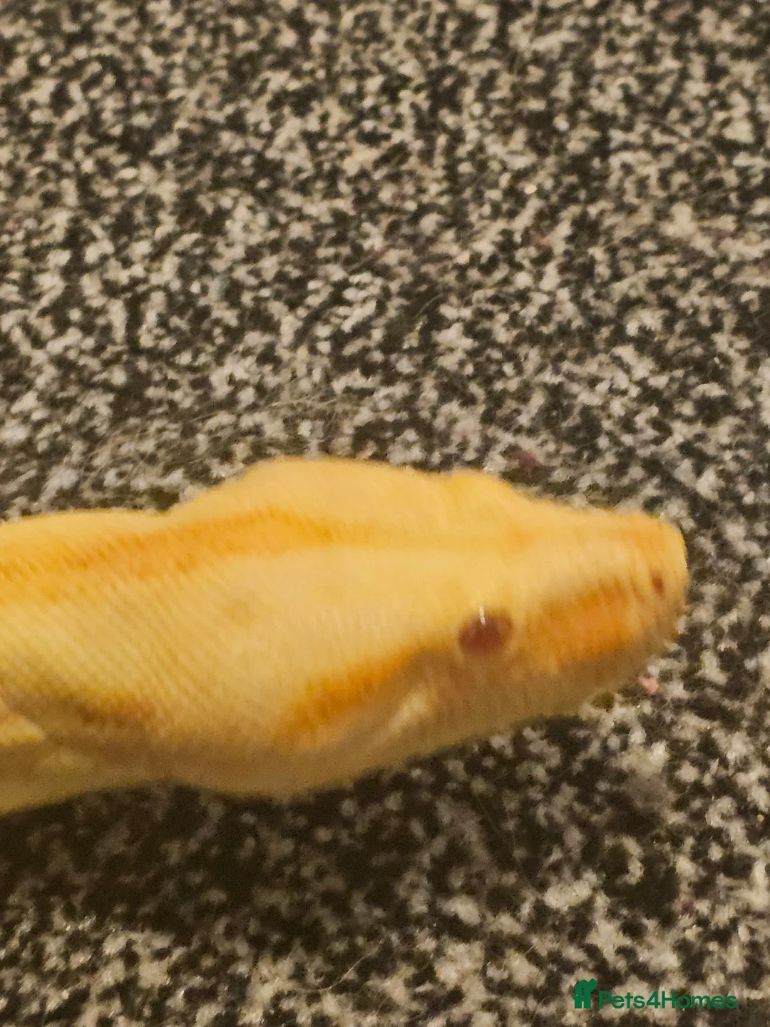 Mixed Breed reptiles for sale:  boas  - Advert 5