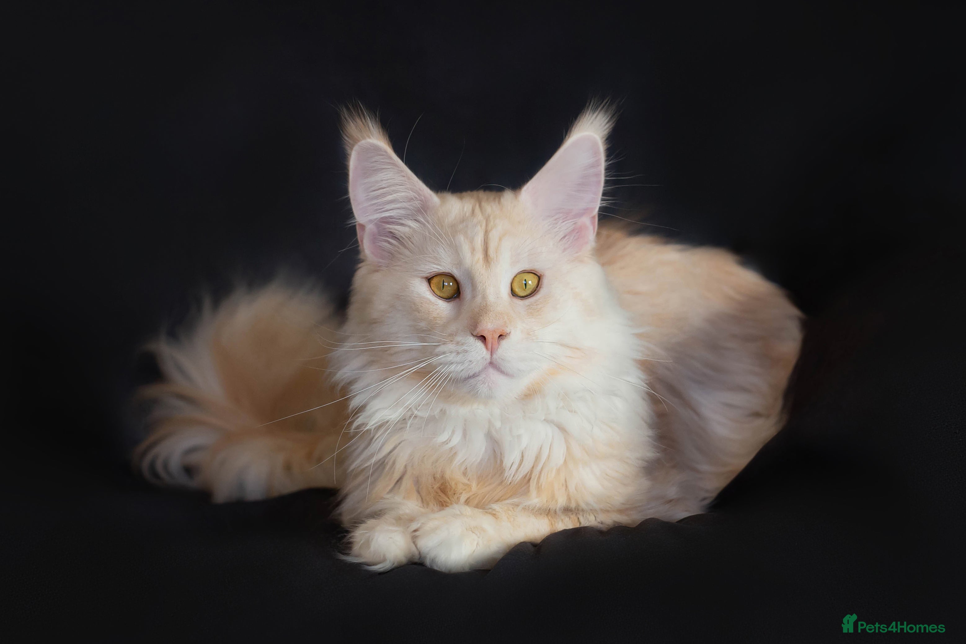 Maine Coon cats Maine Coon stud - Advert 16
