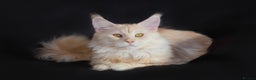 Maine Coon cats for stud: Main Coon stud - Advert 3