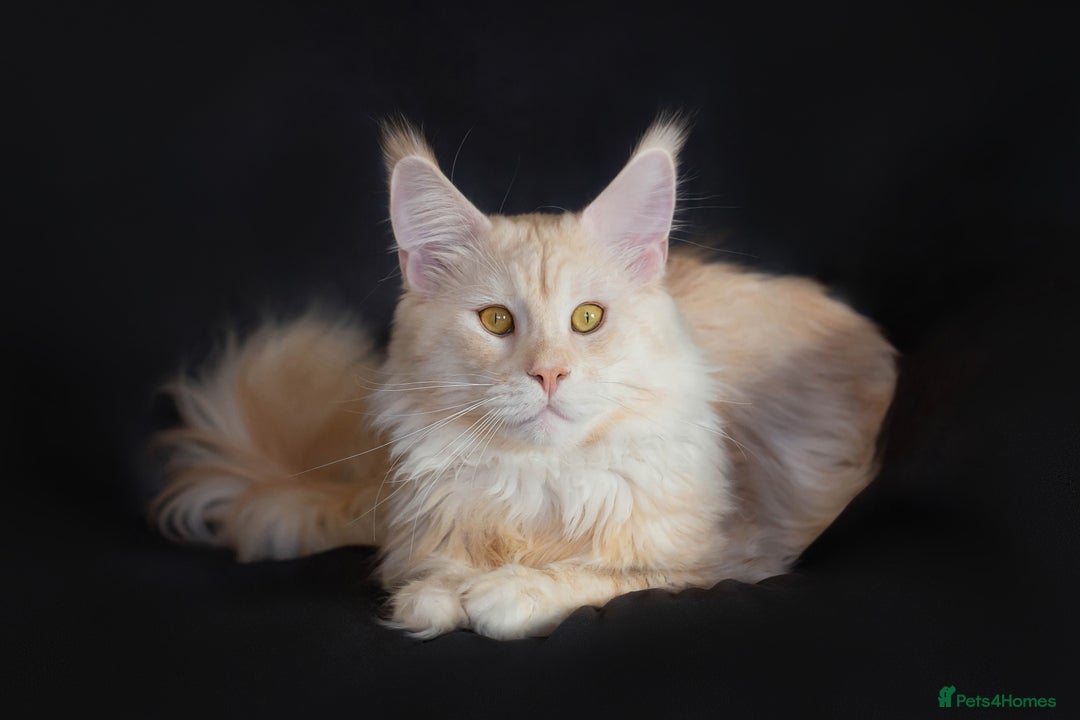 Maine Coon cats for stud: Main Coon stud - Advert 3