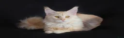 Maine Coon cats for stud: Maine Coon stud - Advert 3