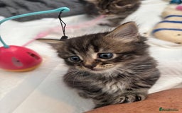 Brazilian Shorthair cats for sale: Kittens Breed From Brazilian Short Haired Mum  - Image 15