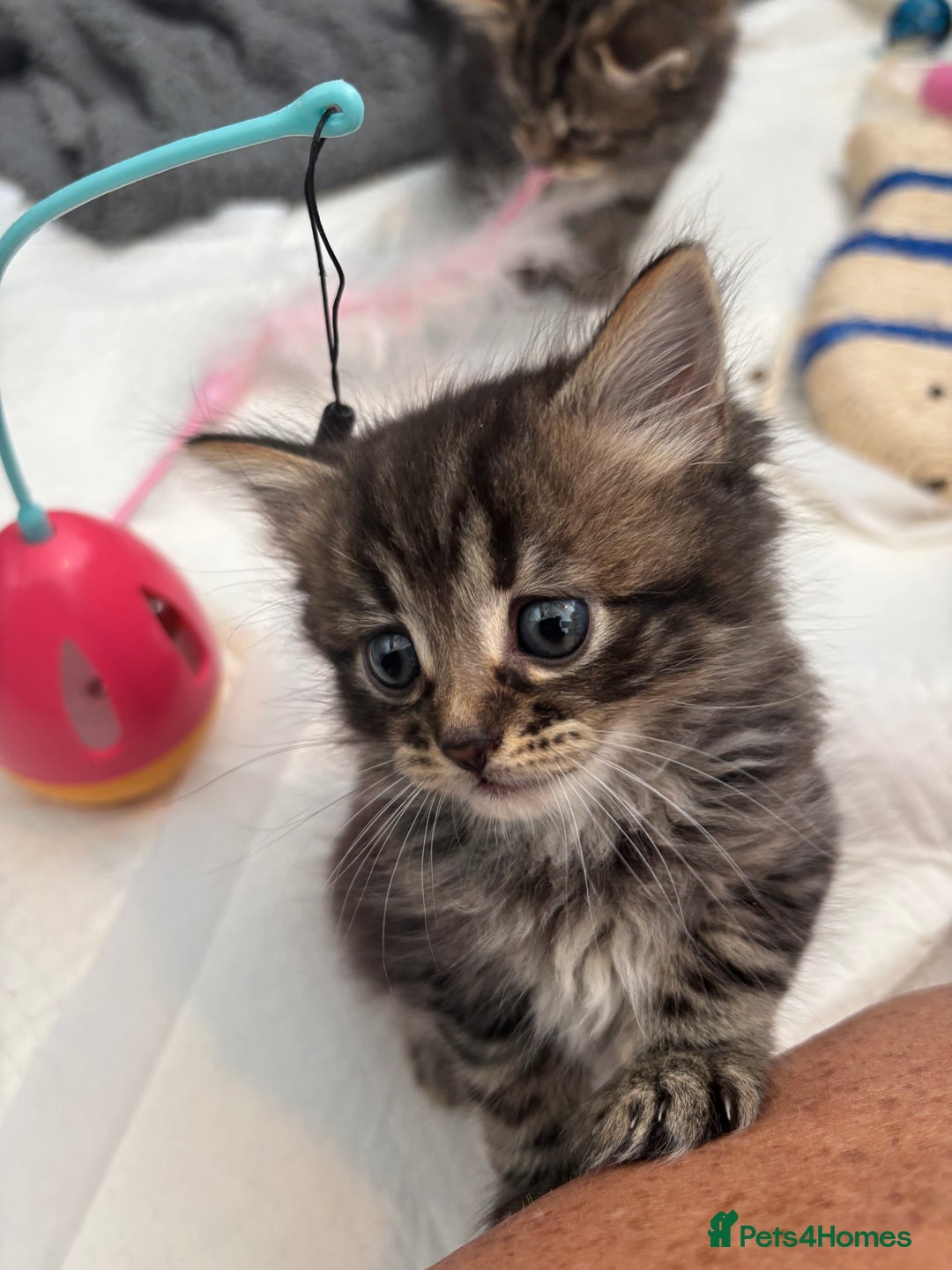 Brazilian Shorthair cats for sale: Kittens Breed From Brazilian Short Haired Mum  - Image 15