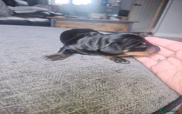 Dachshund dogs for sale: 3/4 Dachsunds  - Image 37