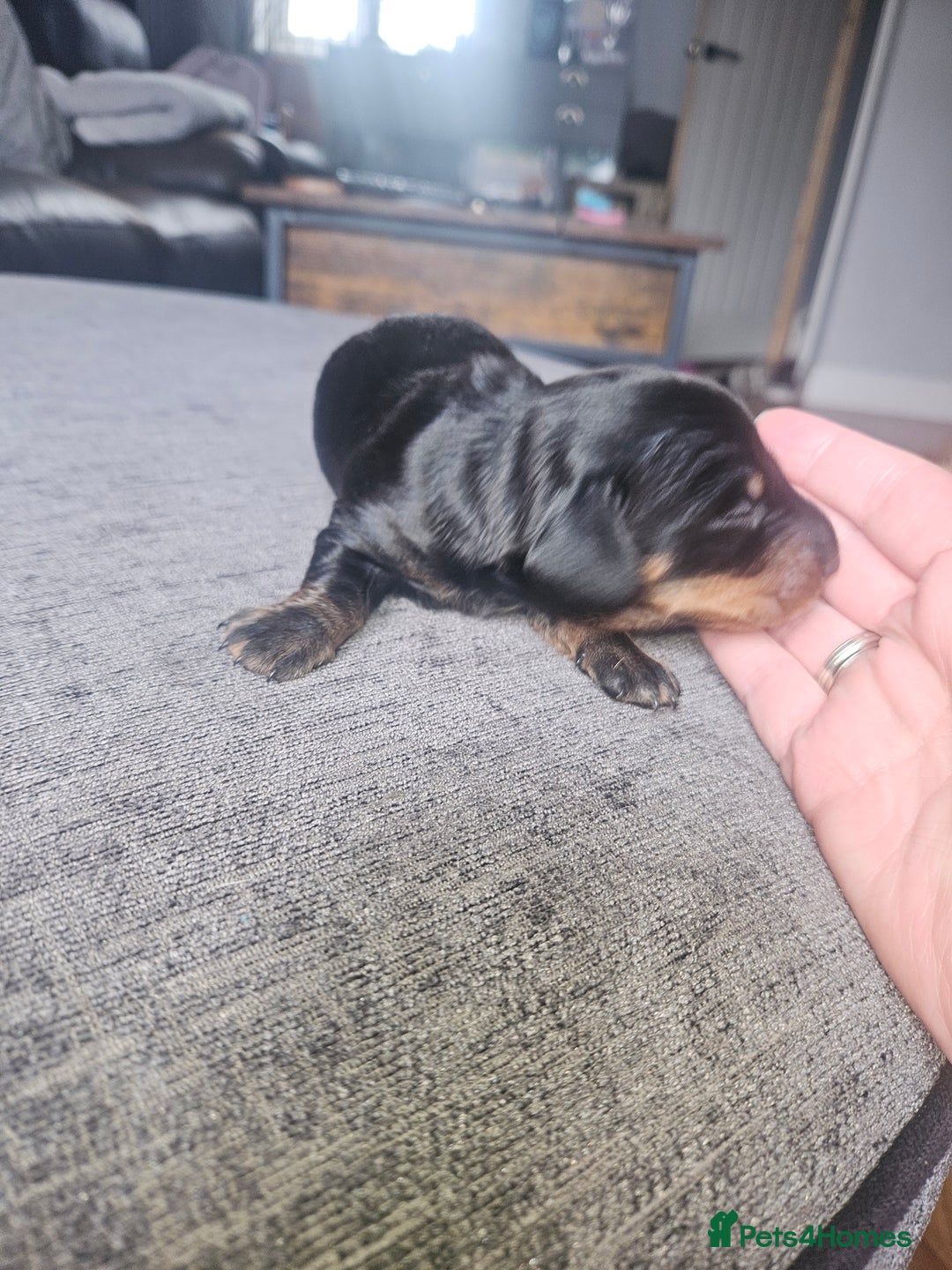Dachshund dogs for sale: 3/4 Dachsunds  - Image 37