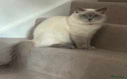 Ragdoll cats for sale: Angel looking for her forever home! - Image 4