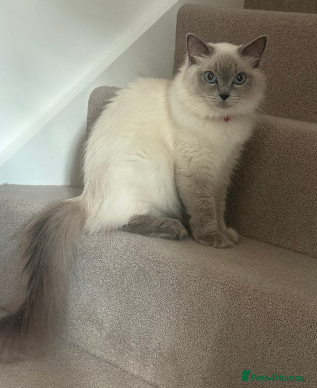 Ragdoll cats for sale: Angel looking for her forever home! - Image 4