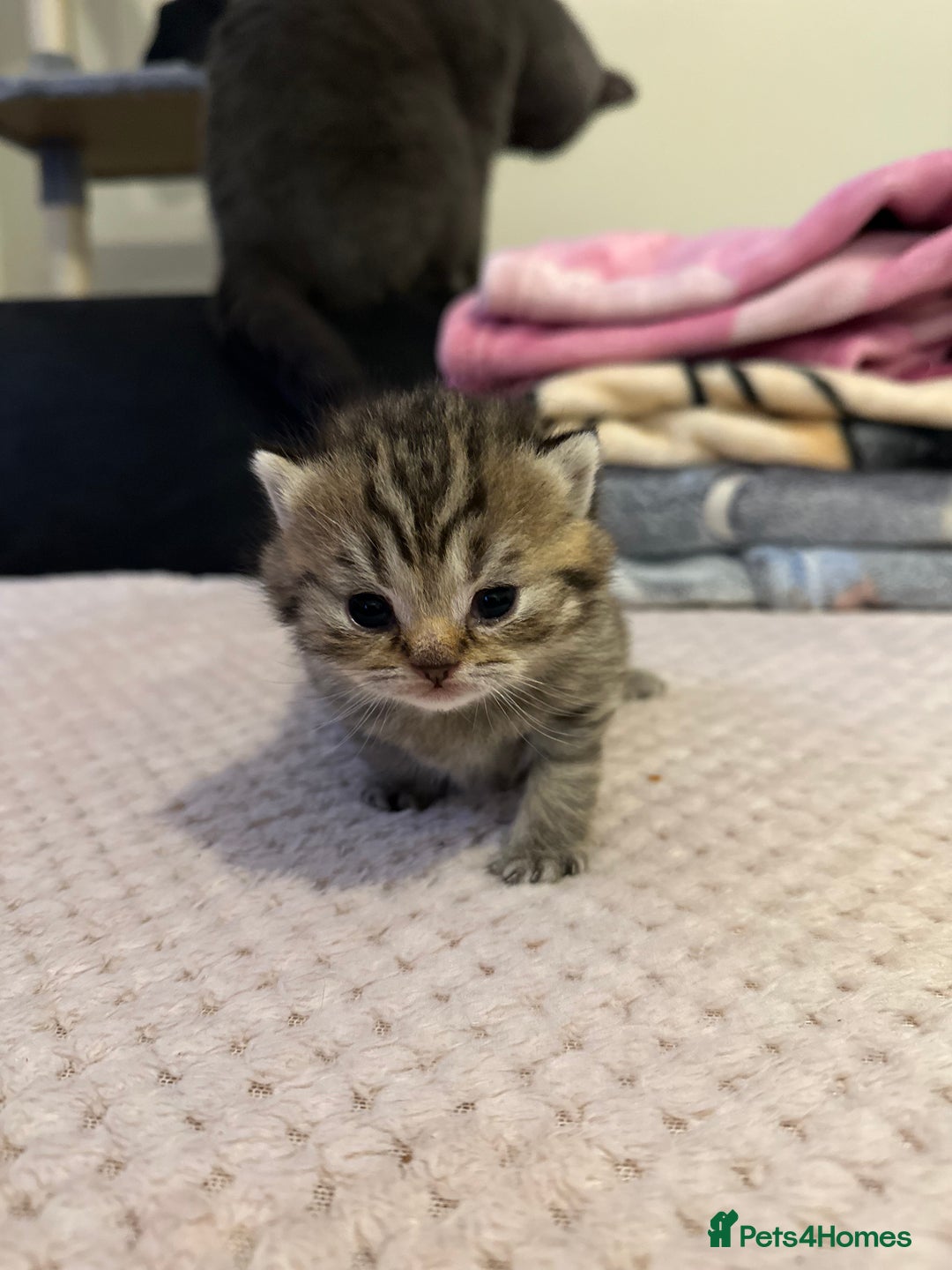 British Shorthair cats for sale: Tabby BritishShorthair male ready for reservation  - Advert 4