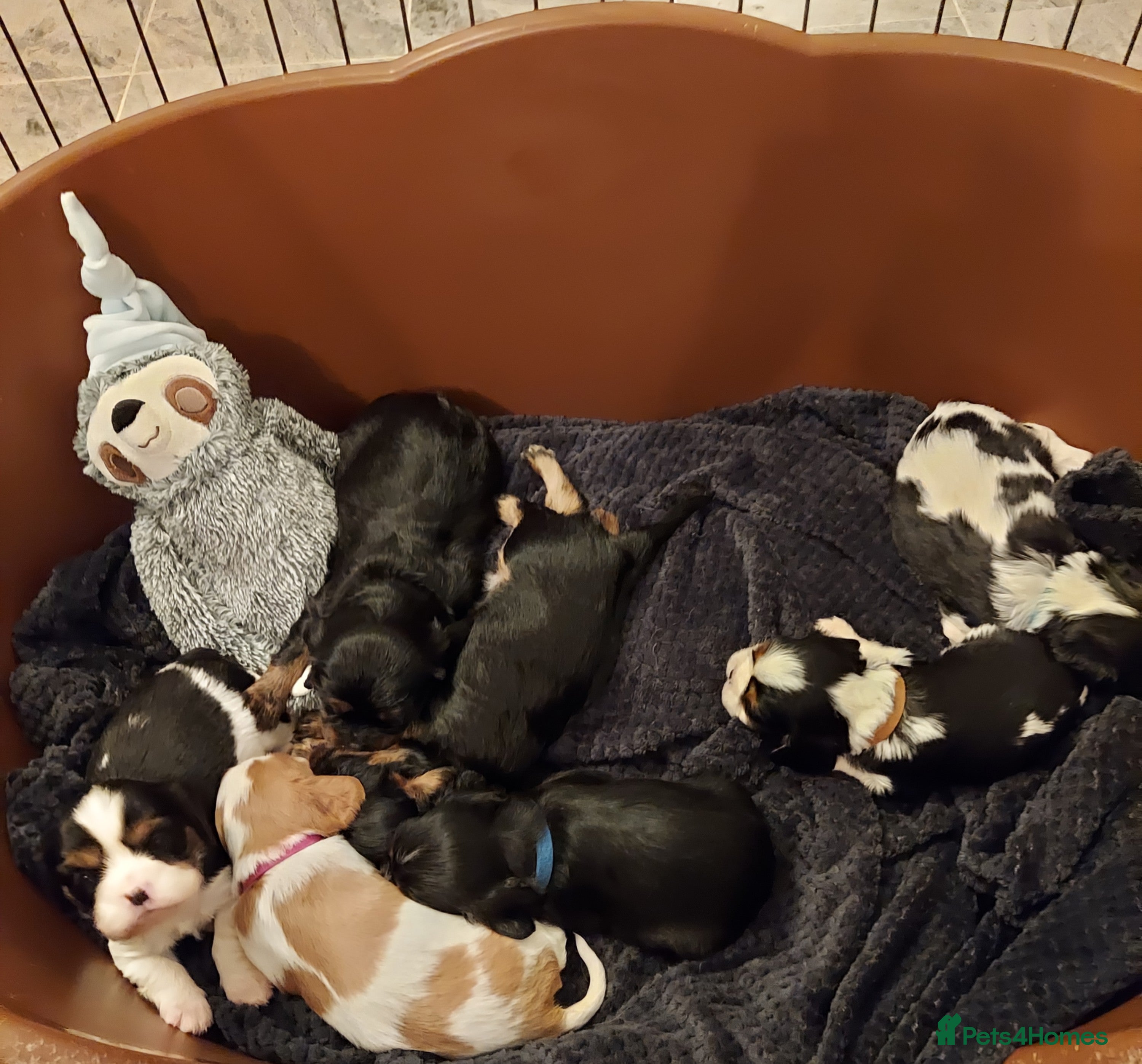 Cavalier King Charles Spaniel dogs GREAT QUALITY CKCS PUPPIES ( DWKC REGISTERED)/DNA - Advert 5