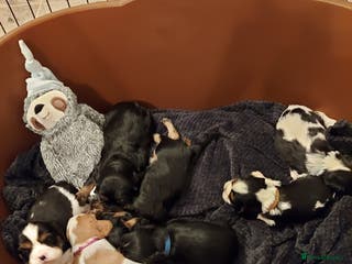 Cavalier King Charles Spaniel dogs GREAT QUALITY CKCS PUPPIES ( DWKC REGISTERED)/DNA - Advert 5