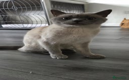 British Shorthair cats for sale: British Shorthair Cats for sale - Image 20