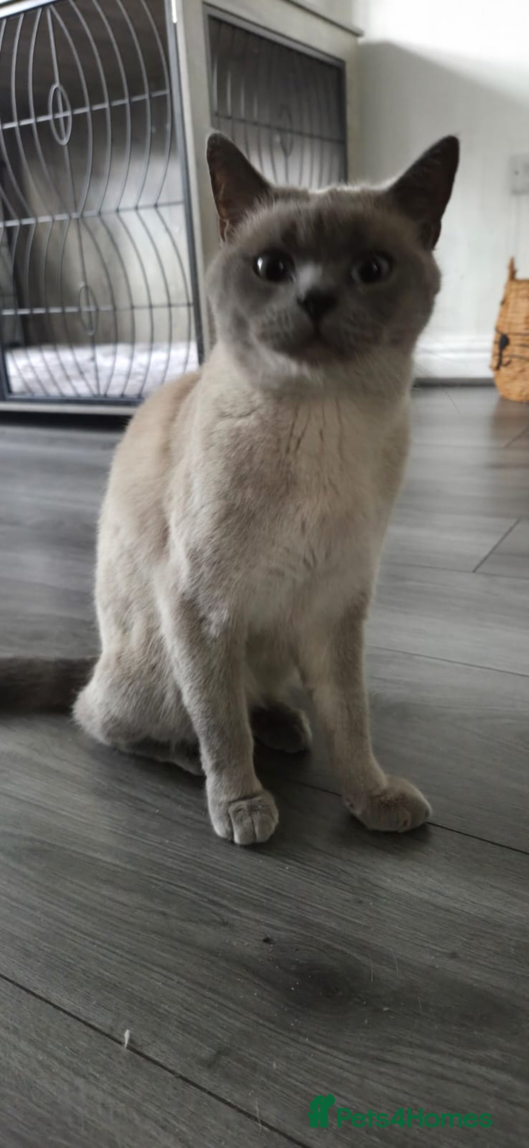 British Shorthair cats for sale: British Shorthair Cats for sale - Image 20