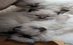 Ragdoll cats for sale: Purebred Ragdoll Kittens - Image 1