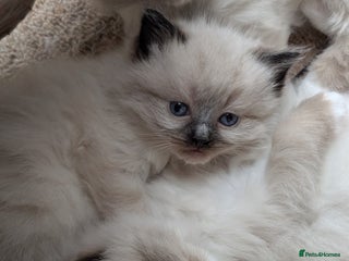 Ragdoll cats - Advert 11