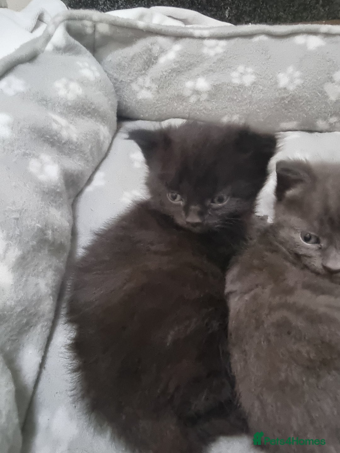 Mixed Breed cats for sale: 2 kittens for sale - Image 4