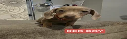 Miniature Dachshund dogs for sale: (LAST 2 PRICE REDUCED £900!) KC Reg Mini Dachshund - Advert 9