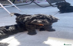 Cockapoo dogs for sale: Beautiful F1B Cockerpoos🐶 - Image 33