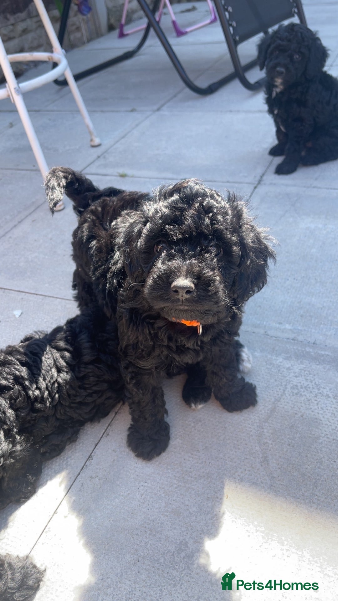 Cockapoo dogs for sale: Beautiful F1B Cockerpoos🐶 - Image 33