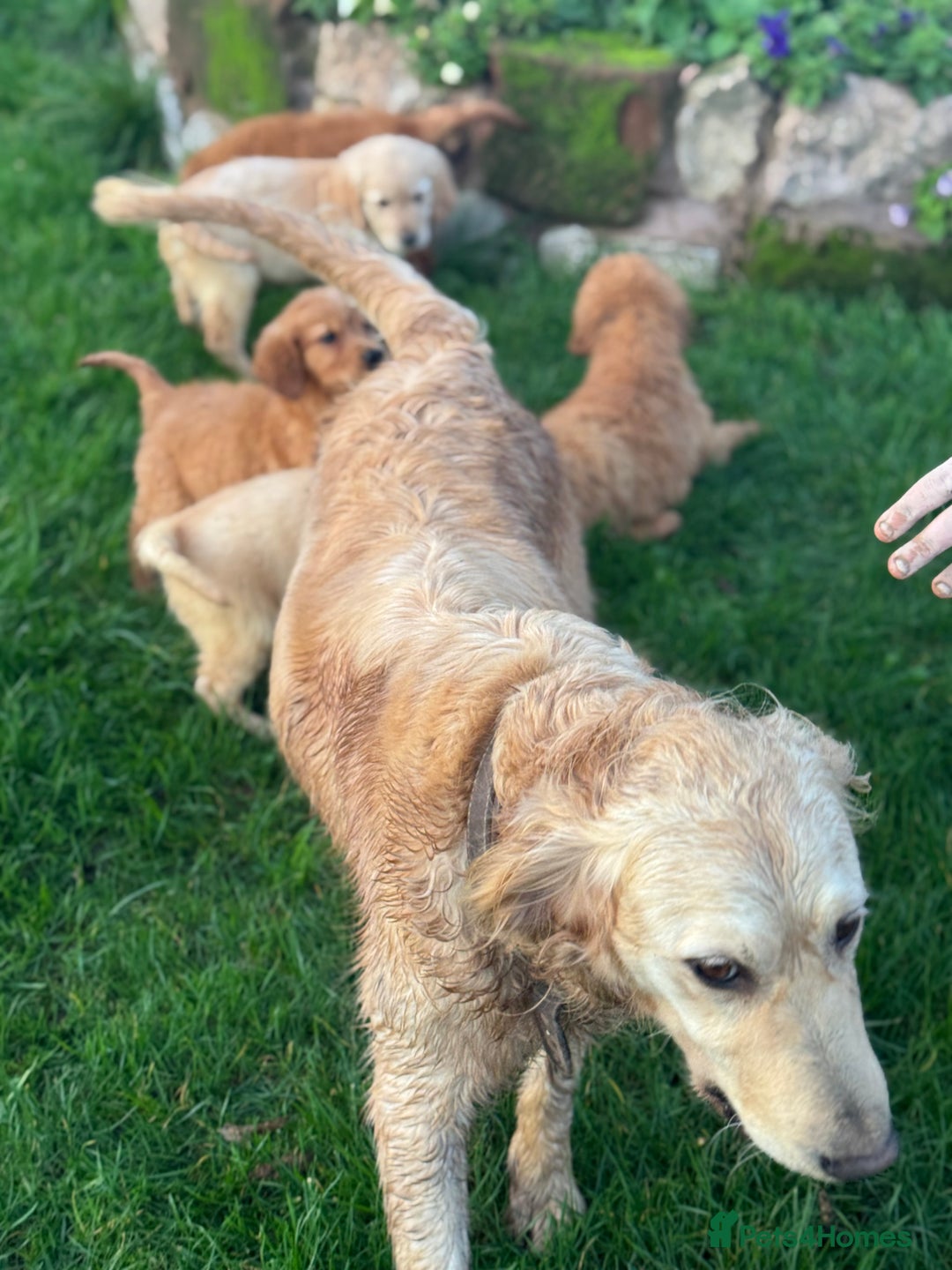 Golden Retriever dogs for sale: KC health checked outstanding temperaments  - Advert 5