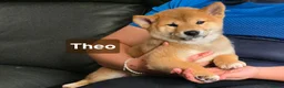 Japanese Shiba Inu dogs for sale: Foxy little shibas - Advert 30
