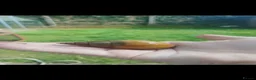Snails invertebrates for sale: Giant African land snails for sale  - Advert 6