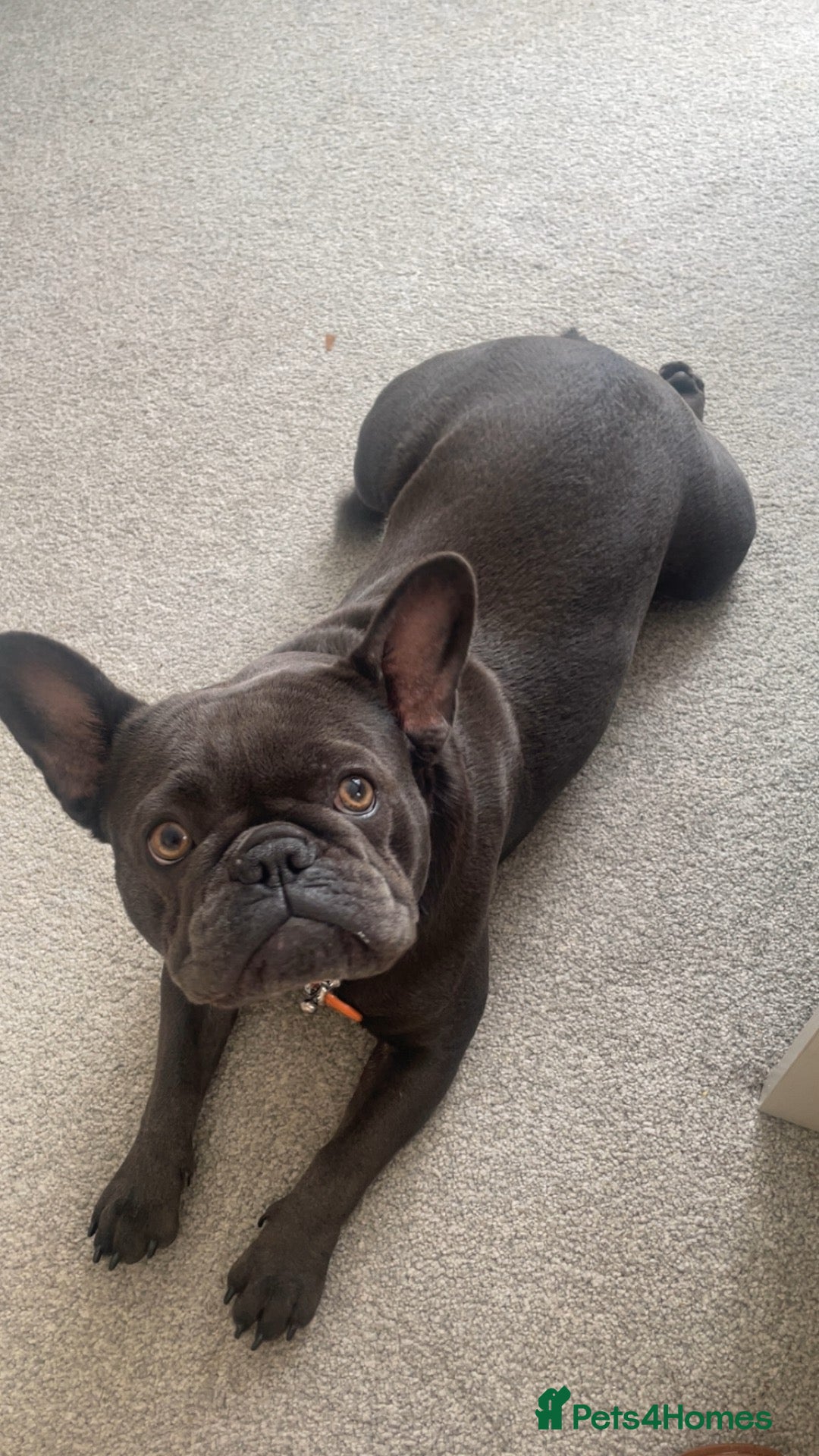 French Bulldog dogs 3 gorgeous blue French bulldogs for sale  - Advert 4