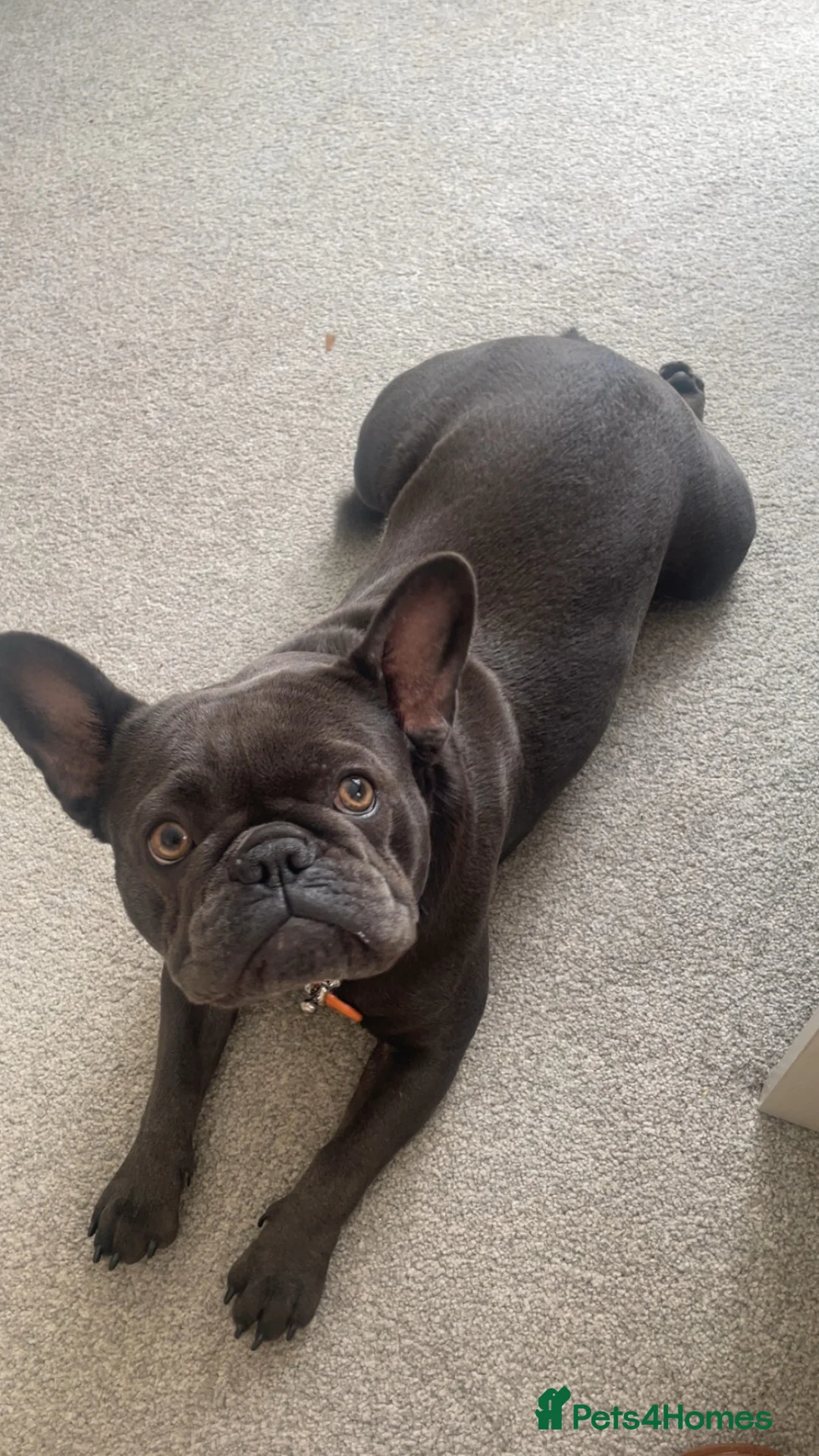 French Bulldog dogs for sale: 3 gorgeous blue French bulldogs for sale  - Advert 1