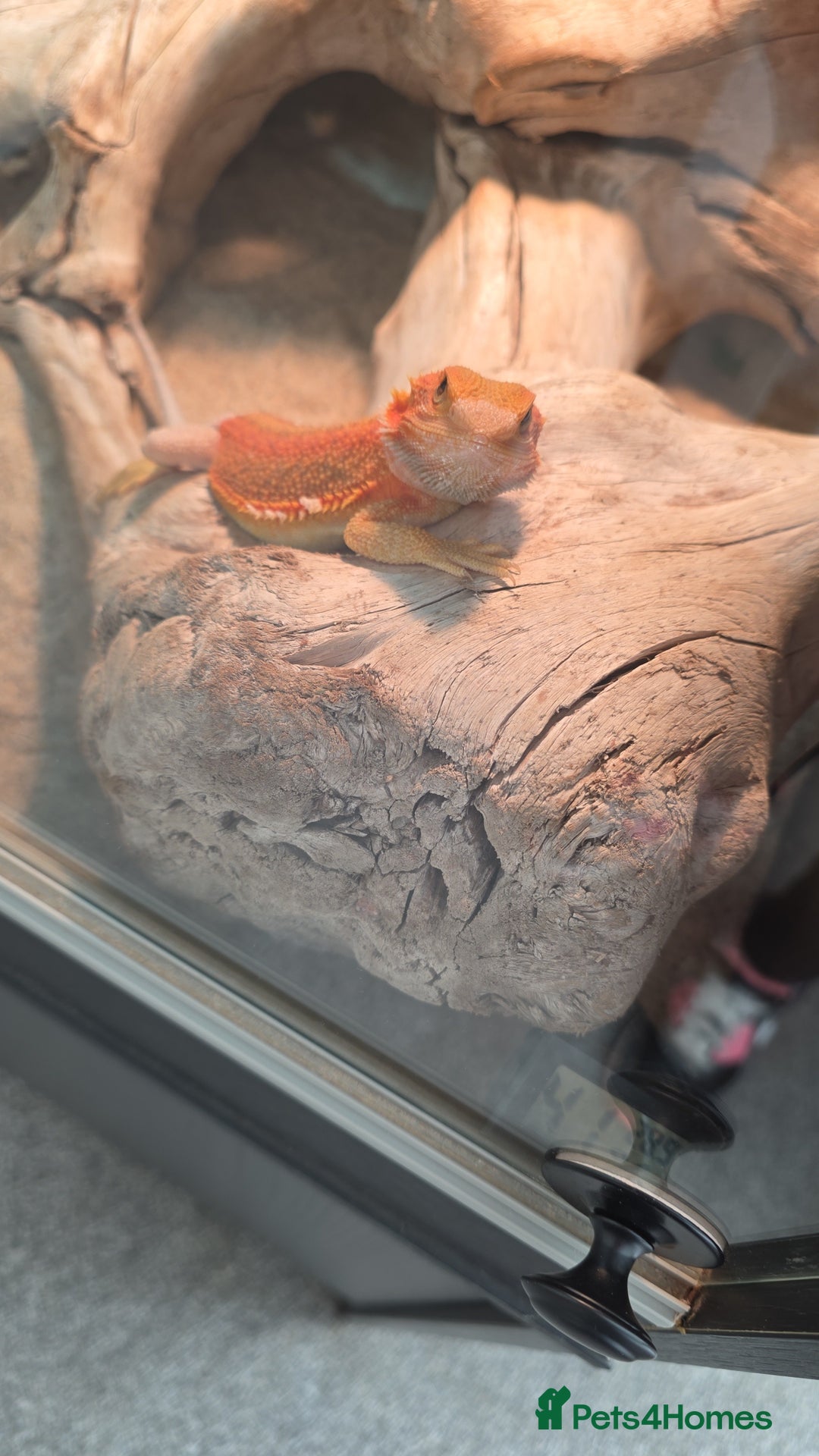 Bearded Dragon reptiles for sale: 5month bearded dragon  - Advert 6