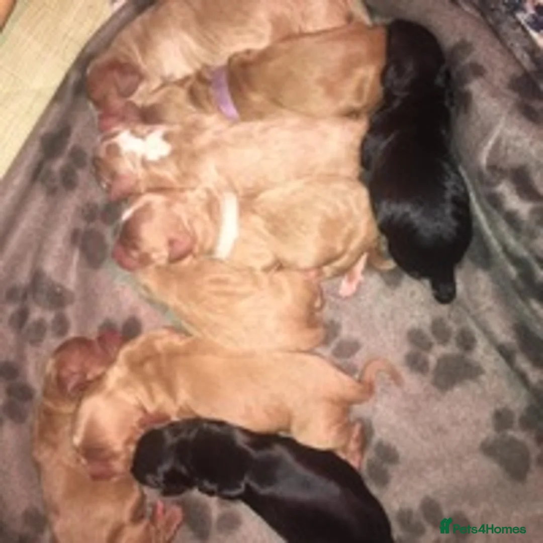 Miniature Poodle dogs for stud: KC registered miniature red poodle health tested in Alford - Advert 5