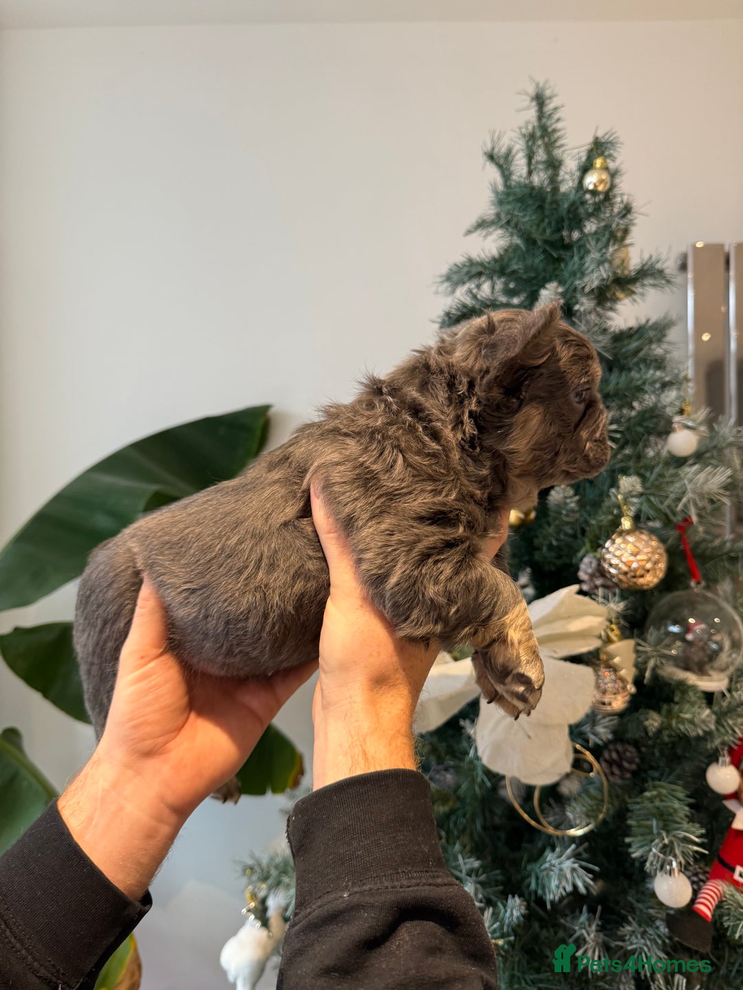 French Bulldog dogs for sale: 8weeks old Fluffy french bulldog puppies - Advert 26