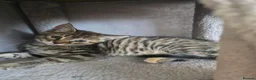 Maine Coon cats for sale: Beautiful Maine coon x - Advert 14