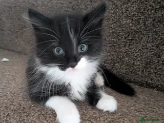 British Shorthair cats 3 kittens for sale please read all advert - Advert 1