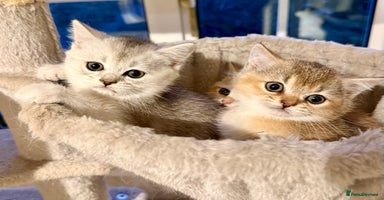 British Shorthair cats 🐾 British Shorthair Kittens — TICA Registered 🐾 - Advert 3