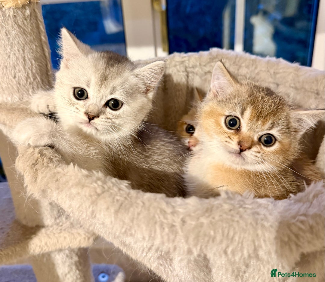 British Shorthair cats for sale: 🐾 British Shorthair Kittens — TICA Registered 🐾 - Advert 2
