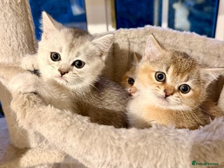 British Shorthair cats for sale: 🐾 British Shorthair Kittens — TICA Registered 🐾 - Advert 2