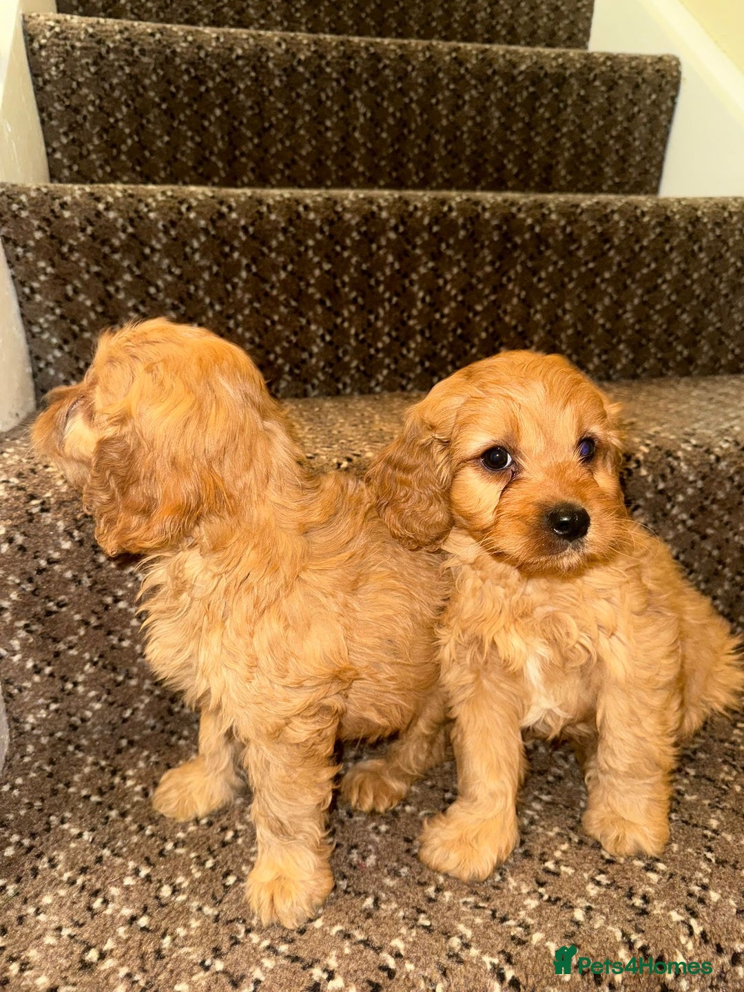 Cavapoo dogs for sale: Cavapoo Puppies - Advert 10