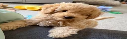 Maltipoo dogs for sale: Adorable F1B Maltipoo Puppy / 1 boy left / reduced - Advert 4